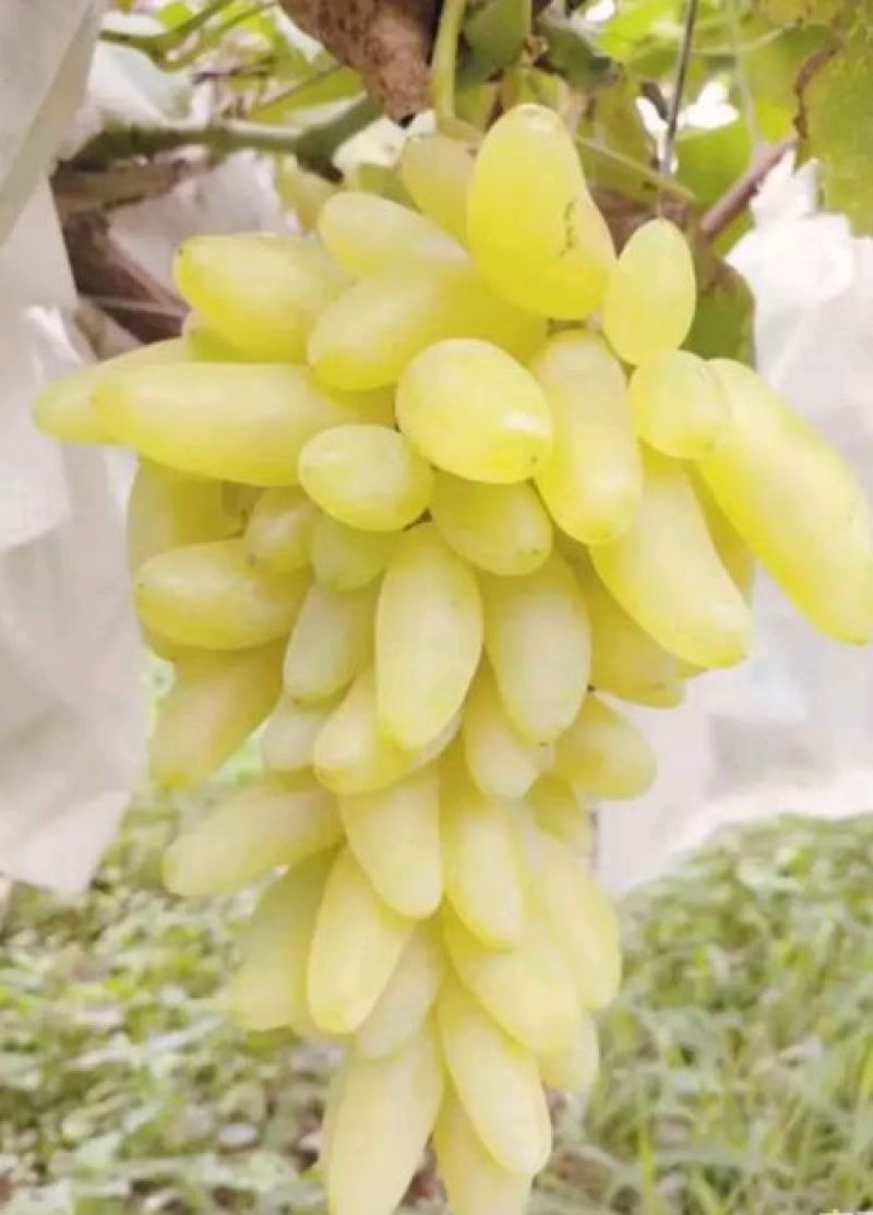 饶阳金手指葡萄-规格齐全产地直销-质量供应保障欢迎选购