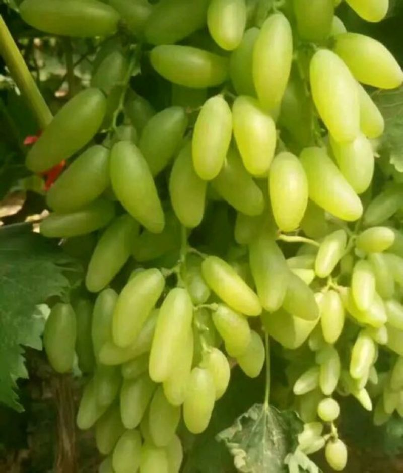 饶阳金手指葡萄-规格齐全产地直销-质量供应保障欢迎选购