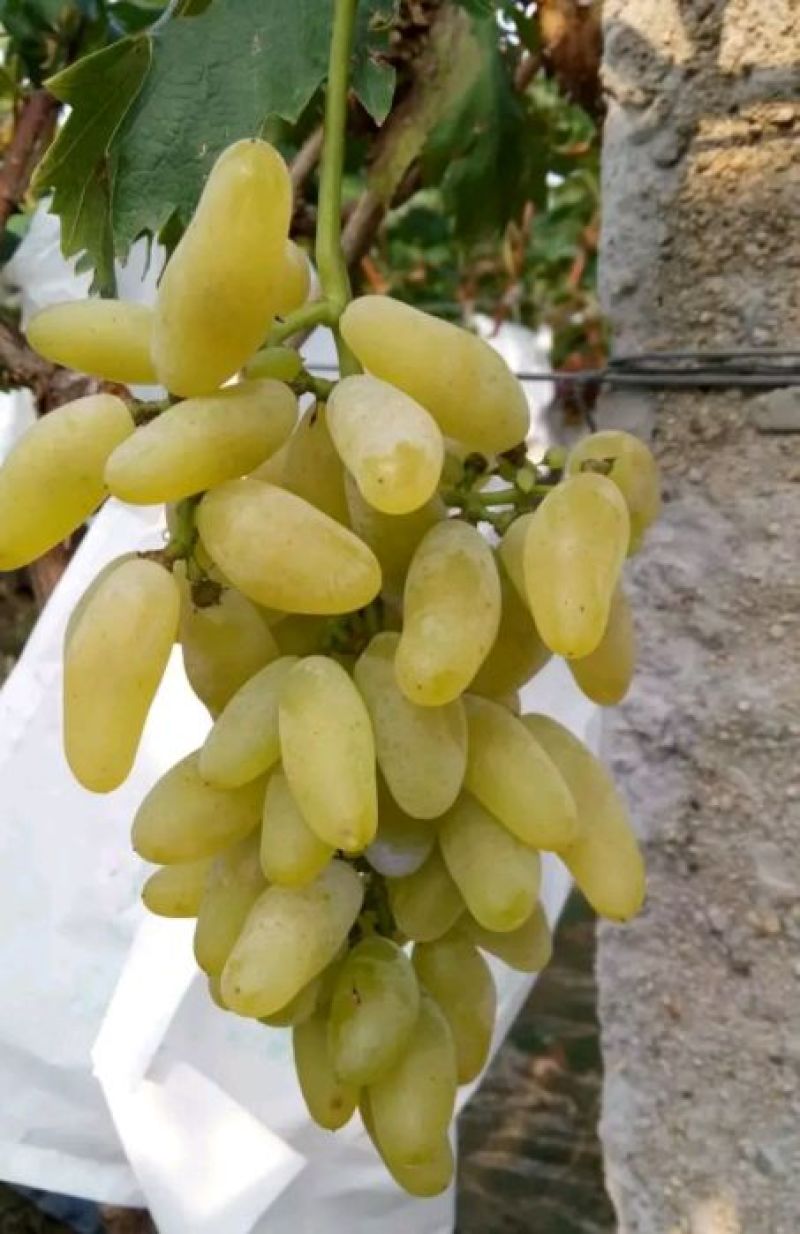 饶阳金手指葡萄-规格齐全产地直销-质量供应保障欢迎选购