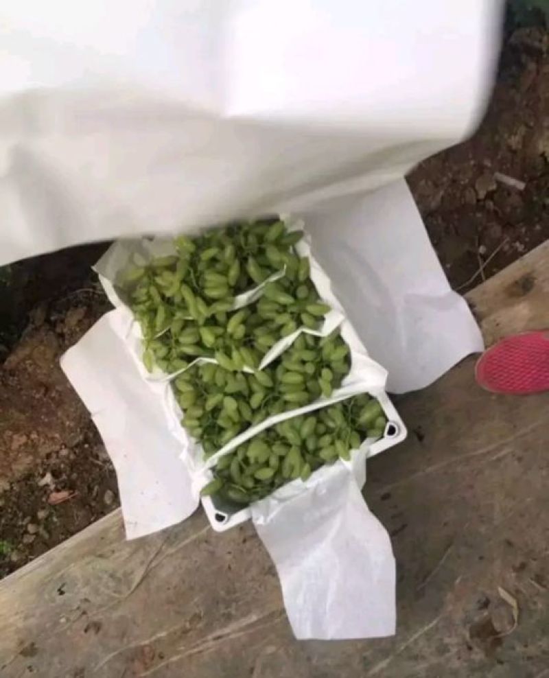 饶阳金手指葡萄-规格齐全产地直销-质量供应保障欢迎选购