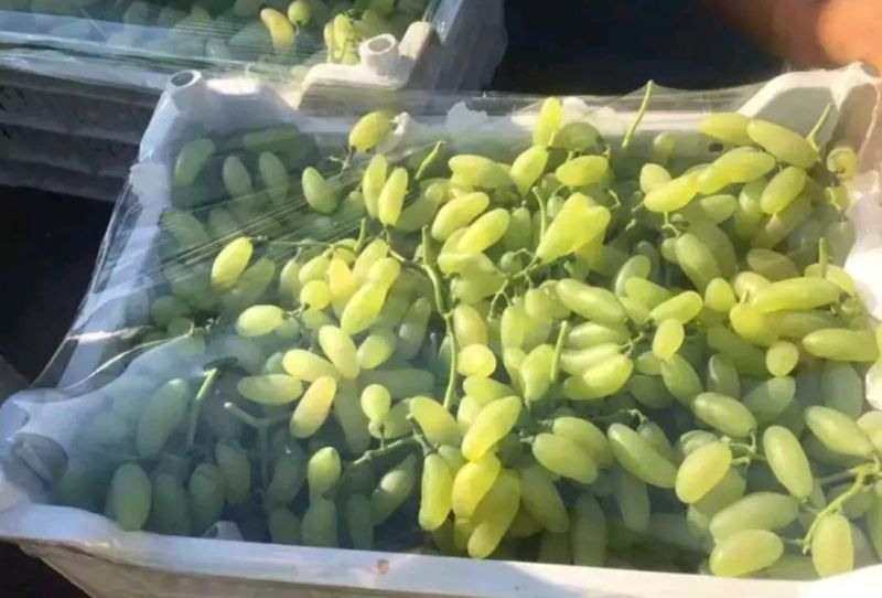 饶阳金手指葡萄-规格齐全产地直销-质量供应保障欢迎选购