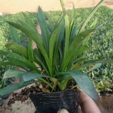 荷兰菊，质量量大基地直销常年供宿根花卉，苗木，草花