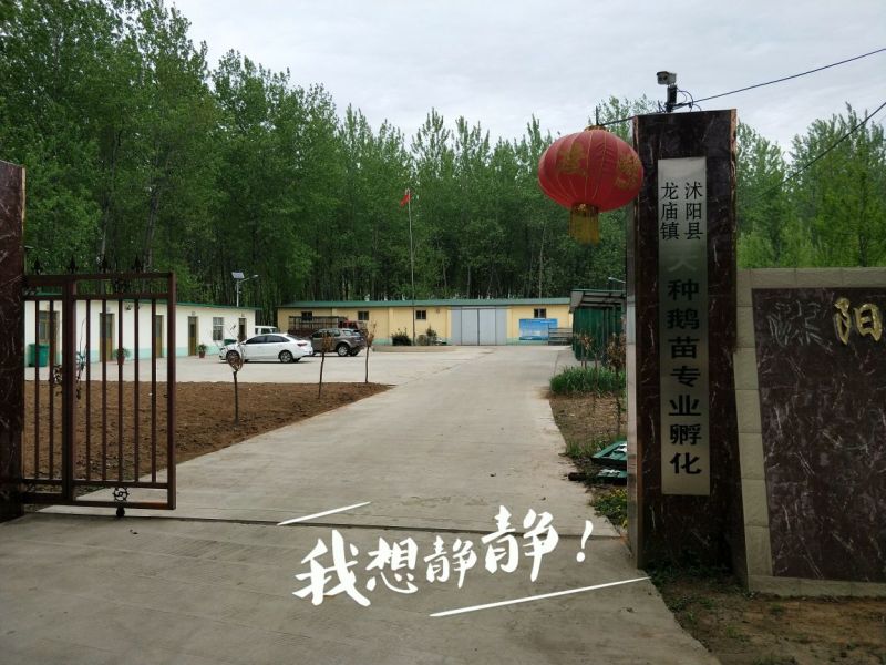 皖西白鹅鹅苗250g以上