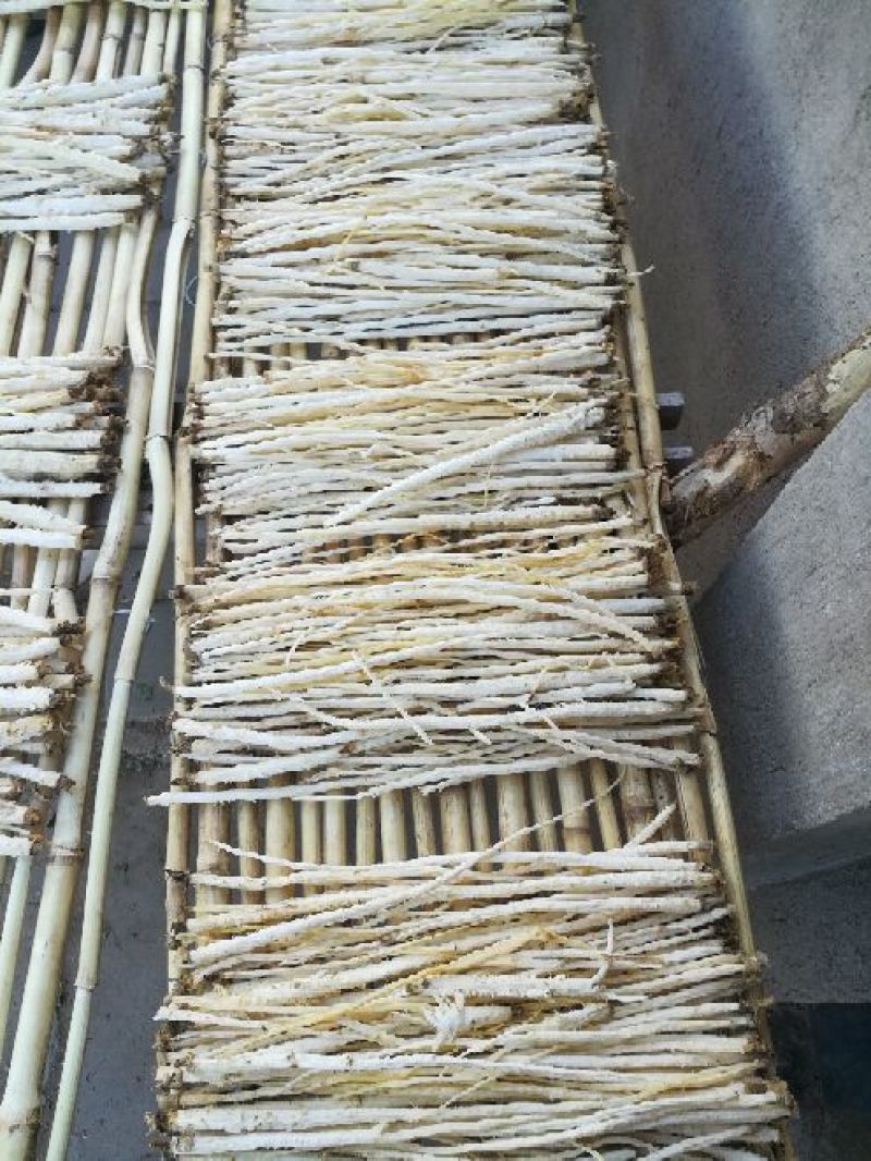北沙参干统条人工栽培
