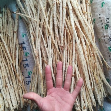 北沙参干统条人工栽培
