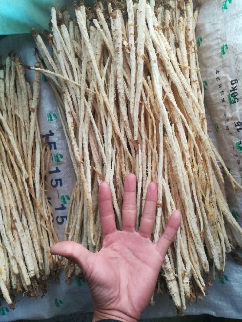 北沙参干统条人工栽培