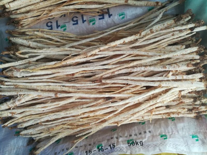 北沙参干统条人工栽培