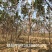 楸树10~20cm