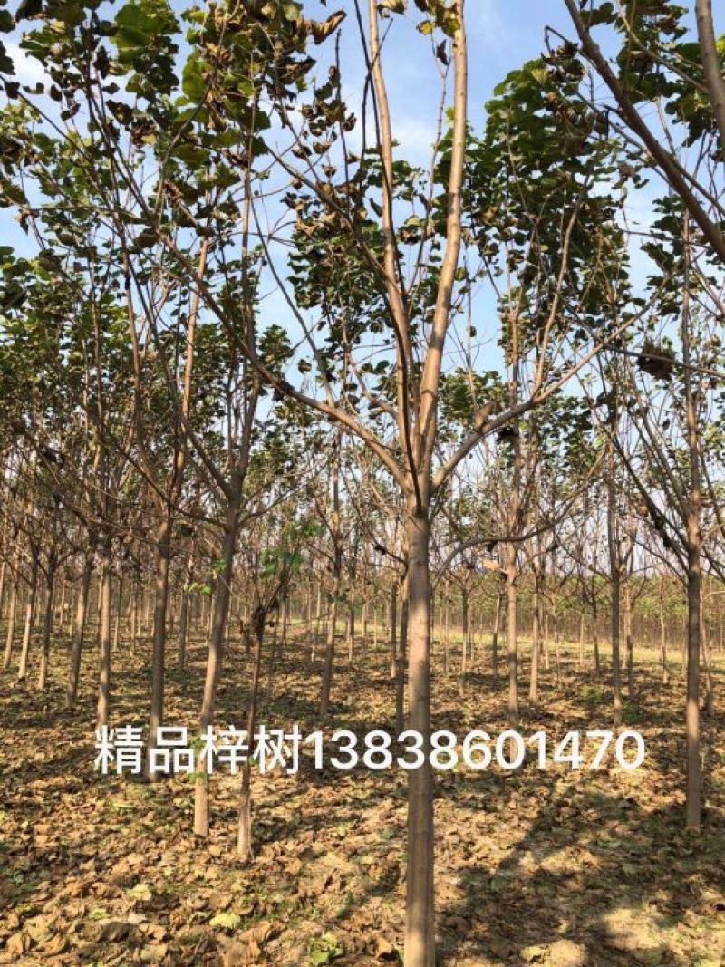 楸树10~20cm