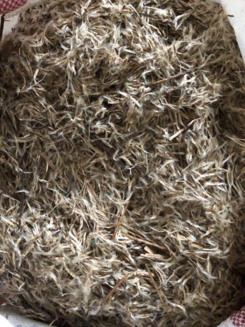 楸树10~20cm