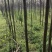 楸树10~20cm