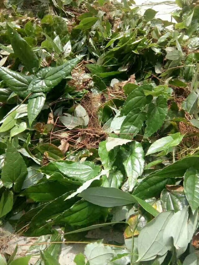 巫山淫羊藿带头统