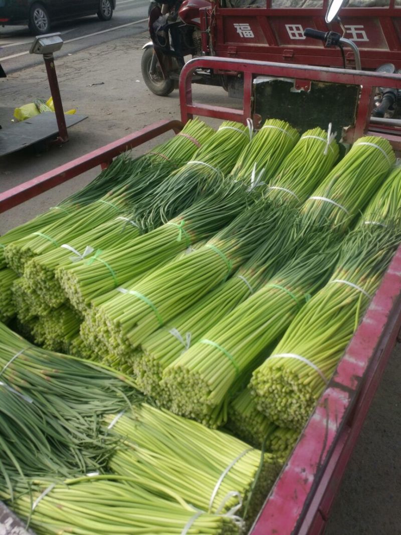 【精品】蒜薹杂交蒜苔热卖中50~60cm产地直供