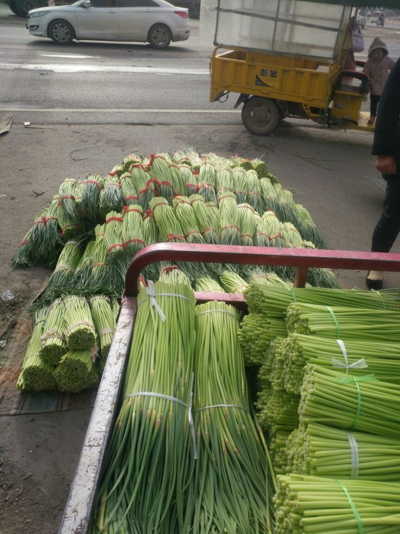 【精品】蒜薹杂交蒜苔热卖中50~60cm产地直供