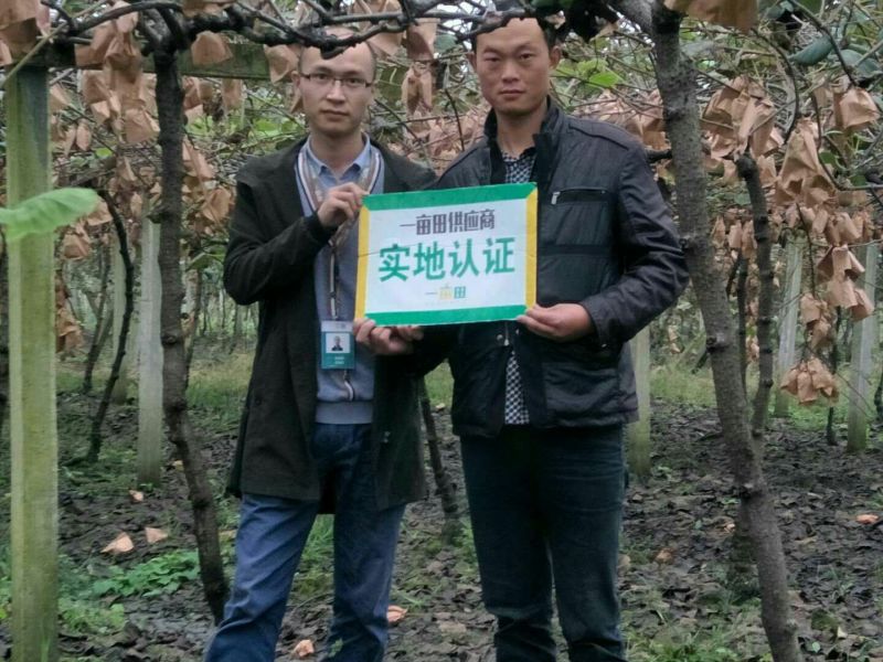 四川丑桔(不知火)产地直发换网套包装泡沫托纸箱一件代发