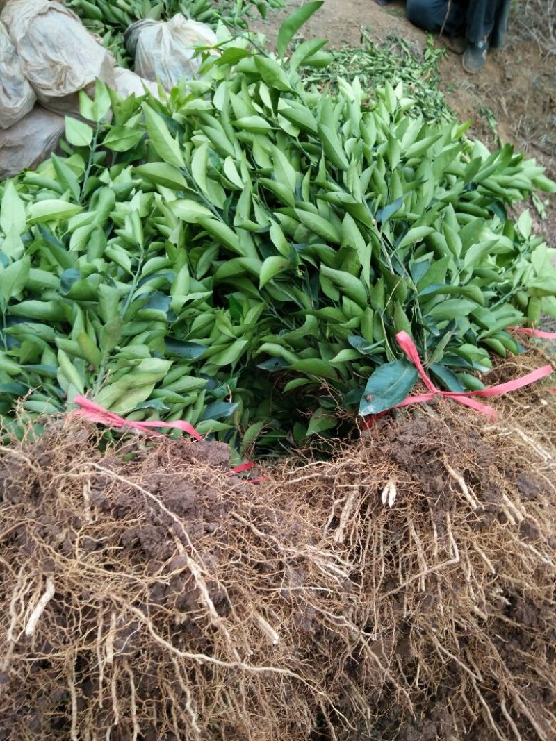 091无核沃柑苗30cm以下基地批发保湿发货假一罚十
