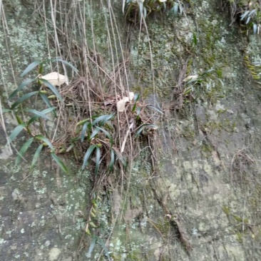 石仙桃野生石仙桃，双叶的生长在高山的石壁上，天