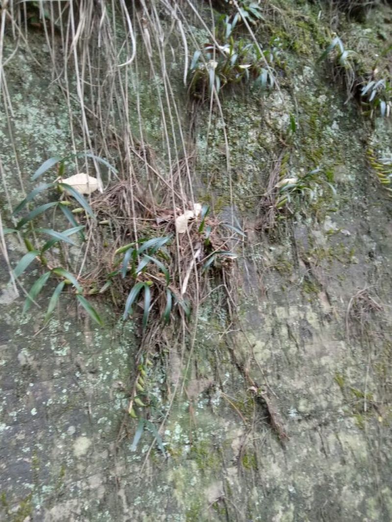 石仙桃野生石仙桃，双叶的生长在高山的石壁上，天