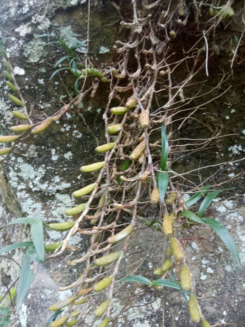 石仙桃野生石仙桃，双叶的生长在高山的石壁上，天