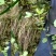 石仙桃野生石仙桃，双叶的生长在高山的石壁上，天