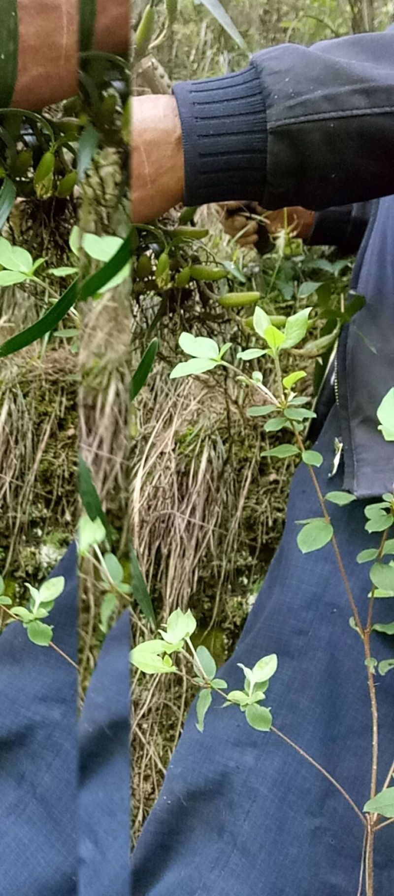 石仙桃野生石仙桃，双叶的生长在高山的石壁上，天