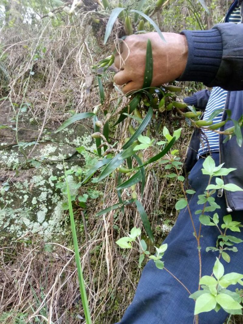 石仙桃野生石仙桃，双叶的生长在高山的石壁上，天