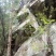 石仙桃野生石仙桃，双叶的生长在高山的石壁上，天