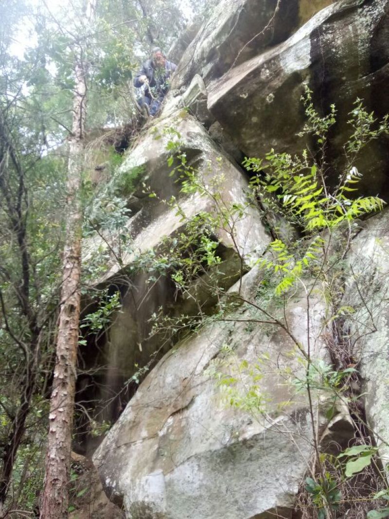 石仙桃野生石仙桃，双叶的生长在高山的石壁上，天
