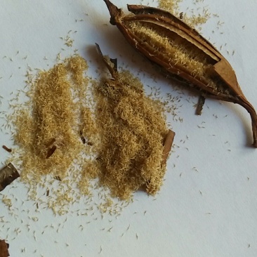 白芨白芨果夹（用来进行育苗的白芨种子）