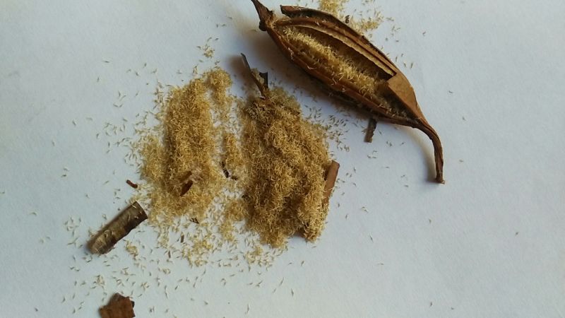 白芨白芨果夹（用来进行育苗的白芨种子）