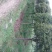 丹桂树，冠幅2.5~3米，树型漂亮，成活率高，量大从优