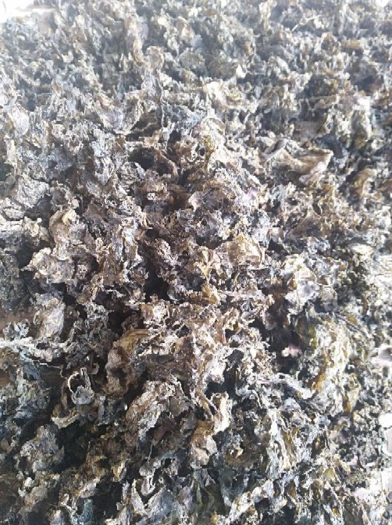 湖北免洗地达菜地衣地软地木耳干地皮菜种子无泥土无杂草