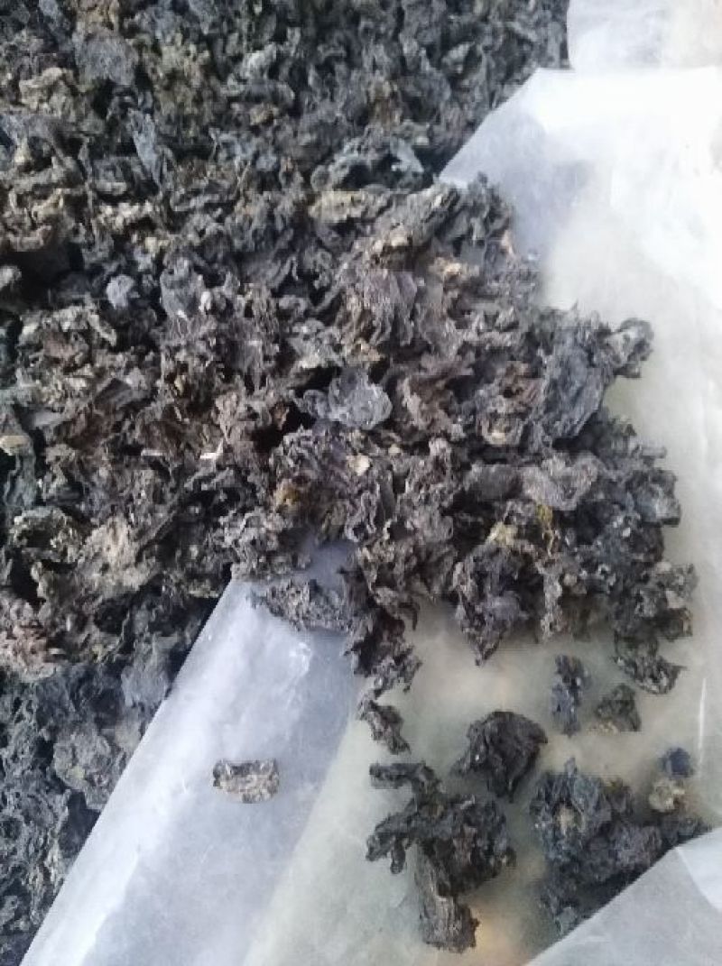 湖北免洗地达菜地衣地软地木耳干地皮菜种子无泥土无杂草