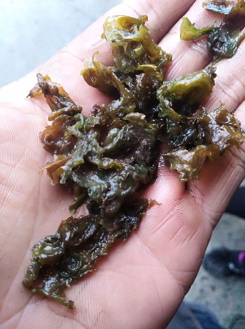 湖北免洗地达菜地衣地软地木耳干地皮菜种子无泥土无杂草