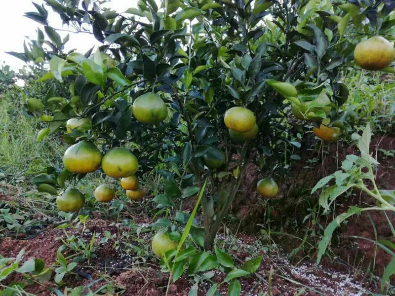 大雅柑1号柑桔苗品质保证签合同销售技术指导