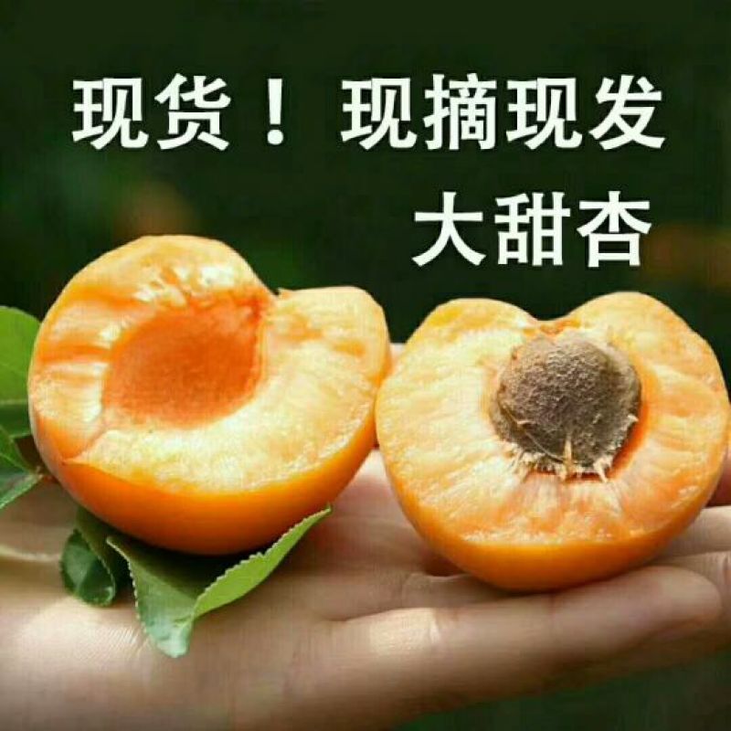 杏45mm以上
