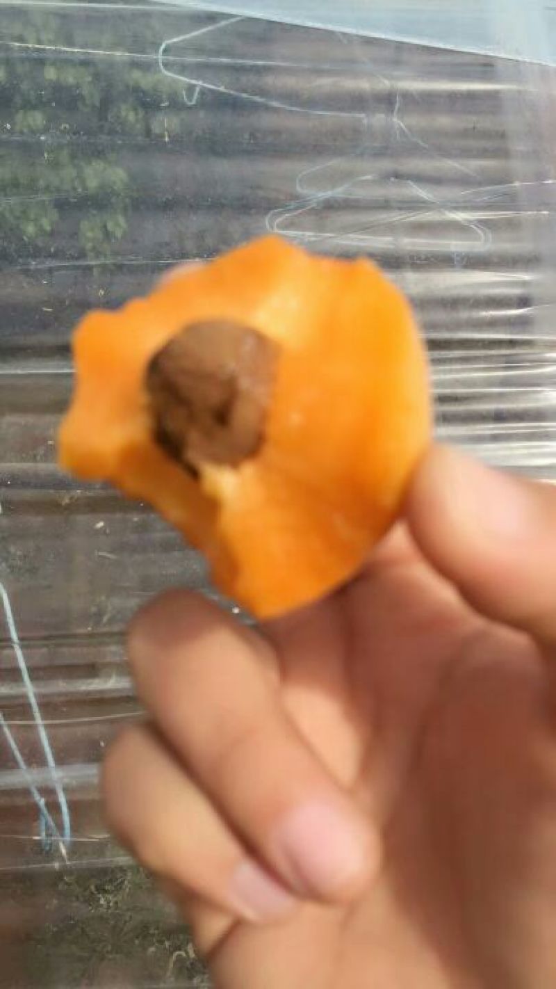 杏45mm以上