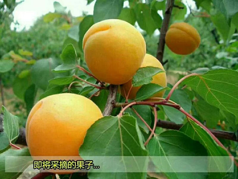 杏45mm以上