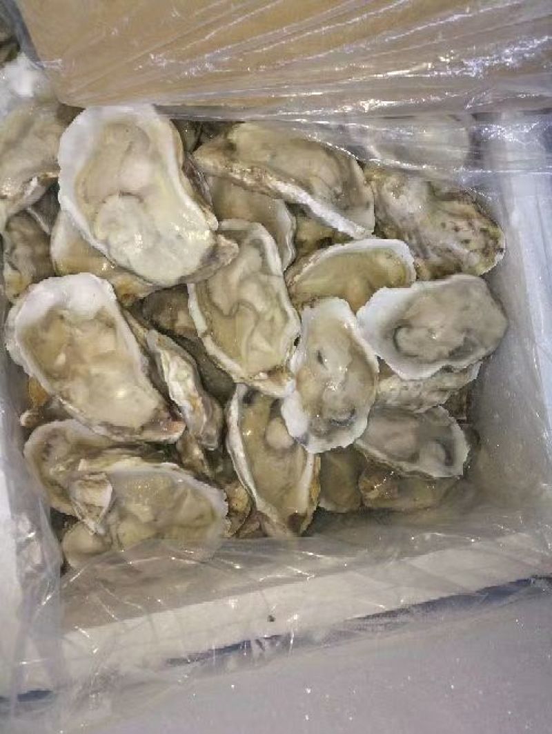 原浆半壳生蚝大小规格