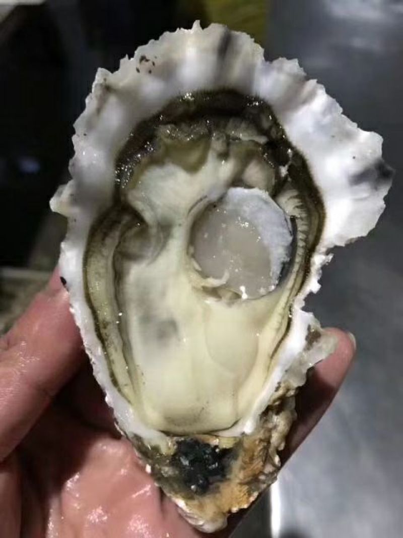 原浆半壳生蚝大小规格