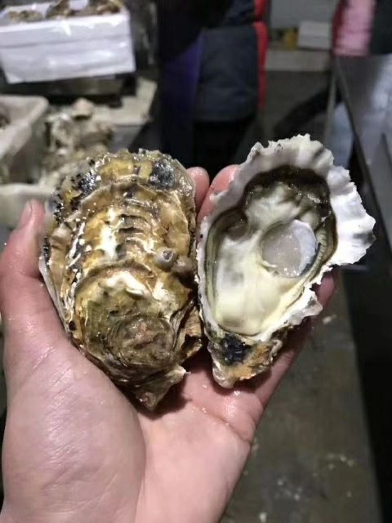 原浆半壳生蚝大小规格