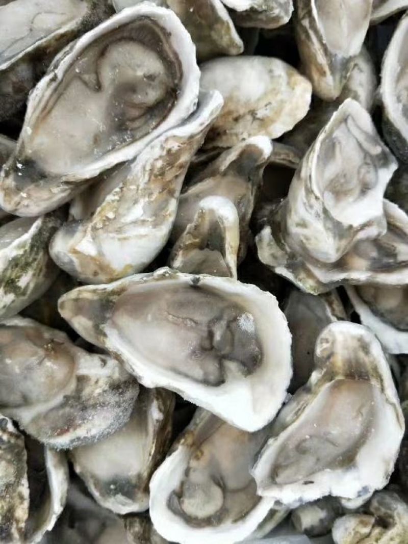 原浆半壳生蚝大小规格