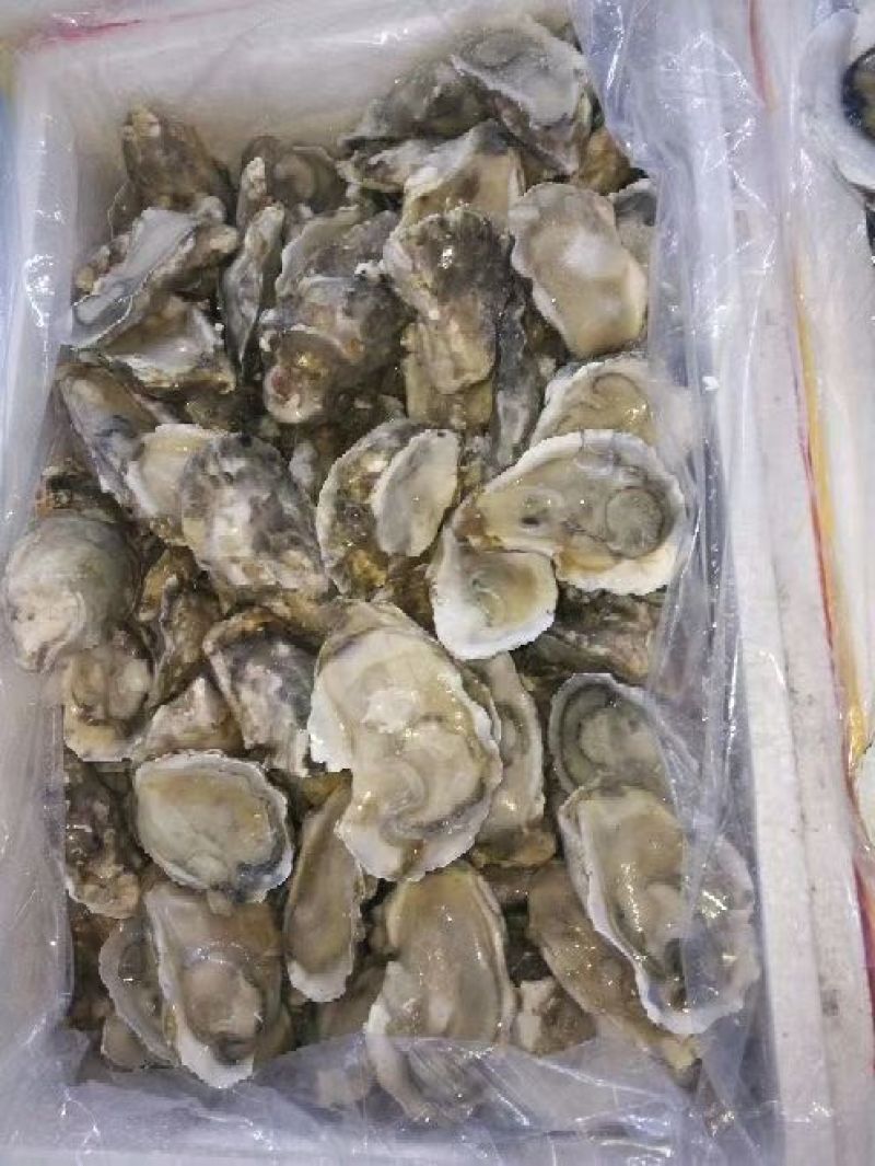 原浆半壳生蚝大小规格