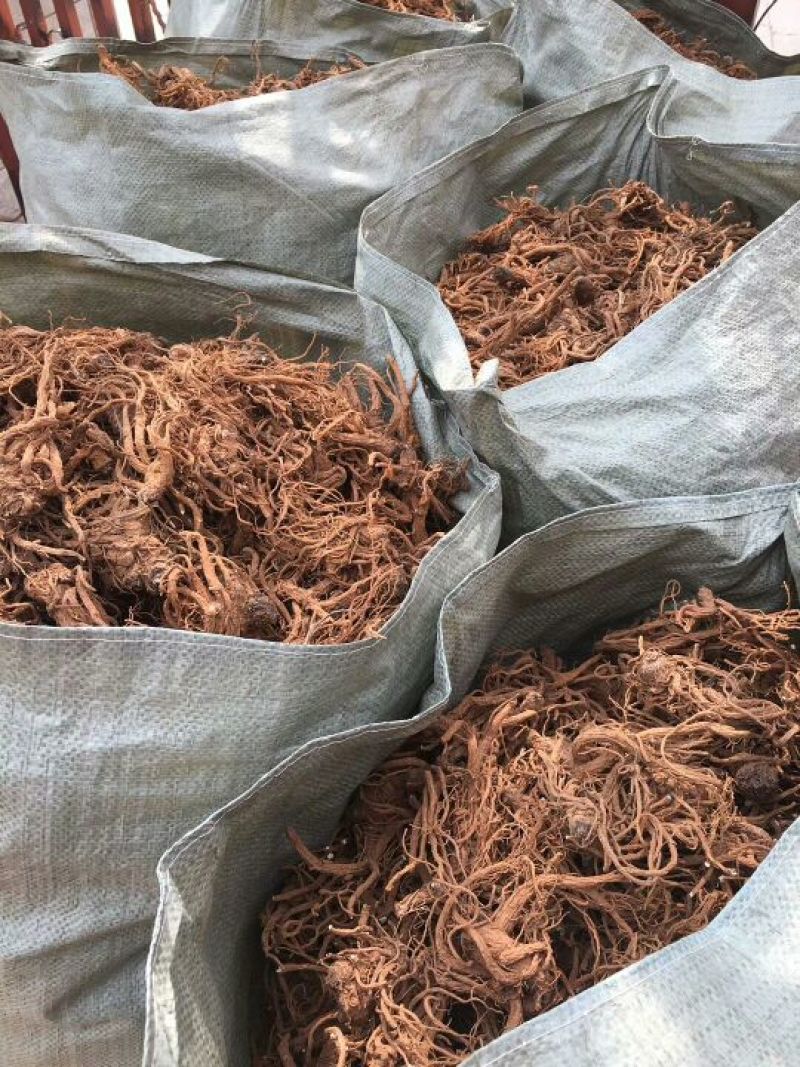 长期供应当归全国范围均可配送欢迎联系合作