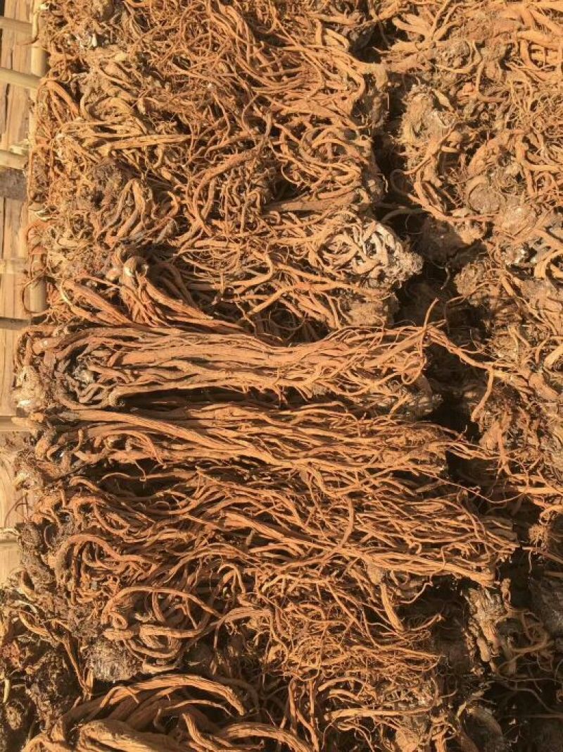 长期供应当归全国范围均可配送欢迎联系合作