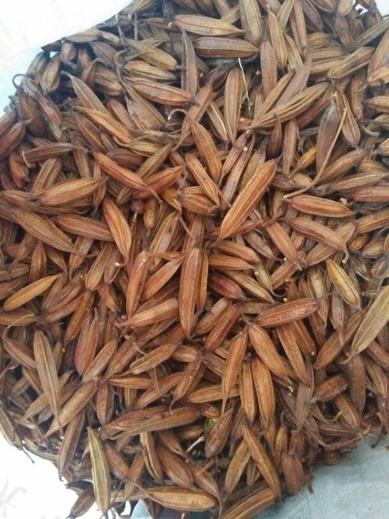 白芨三叉白芨果夹，白芨用来育苗的果夹