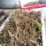白芨三叉白芨果夹，白芨用来育苗的果夹