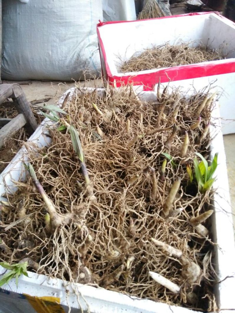 白芨三叉白芨果夹，白芨用来育苗的果夹