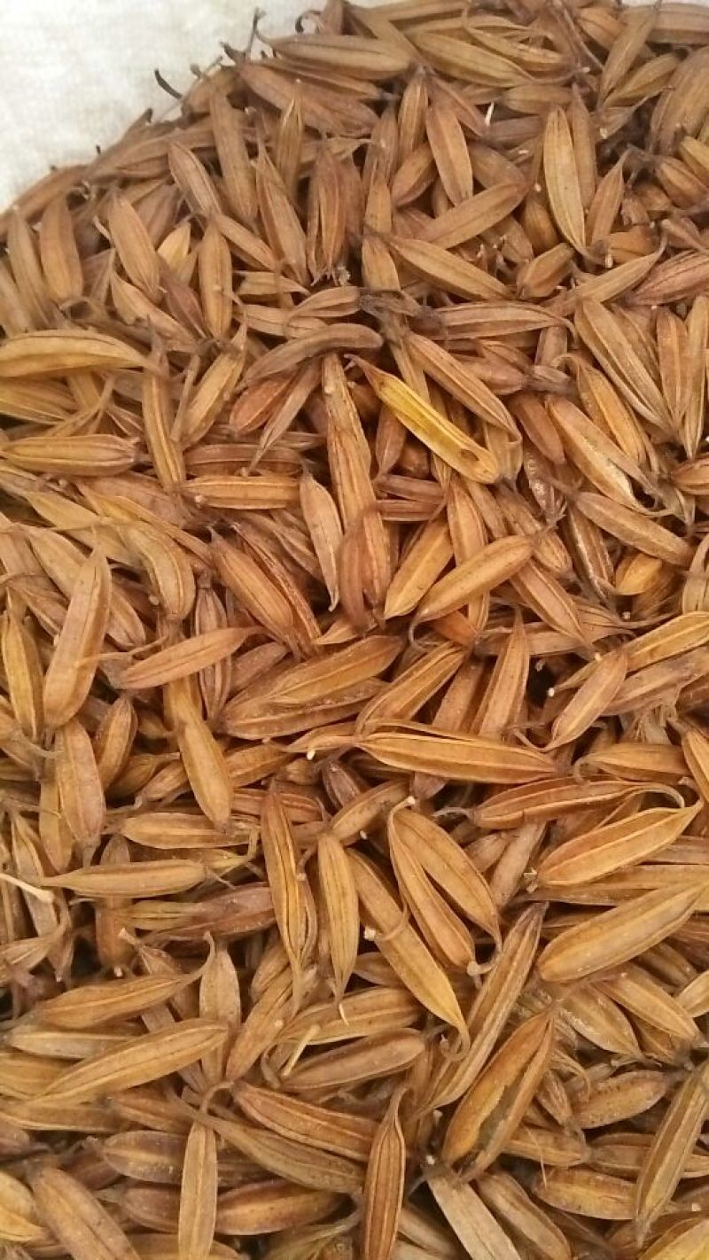 白芨三叉白芨果夹，白芨用来育苗的果夹
