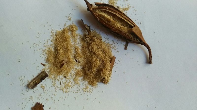 白芨三叉白芨果夹，白芨用来育苗的果夹